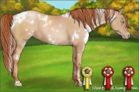 Horse Color:White Spotted Buckskin Pearl 