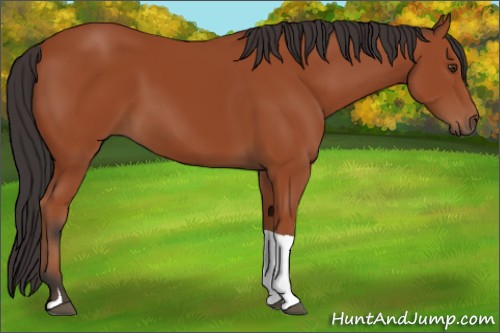 Horse Color:Brown Tobiano 