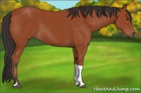 Horse Color:Brown Tobiano 