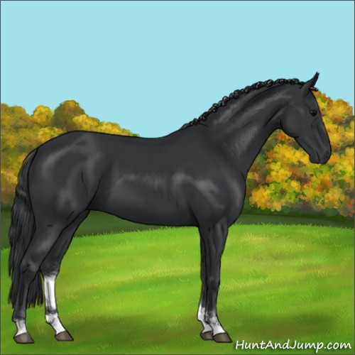 Horse Color:Black Sabino 