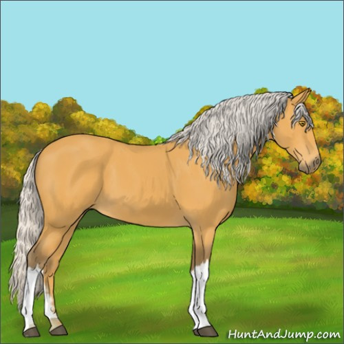 Horse Color:Silver Buckskin 