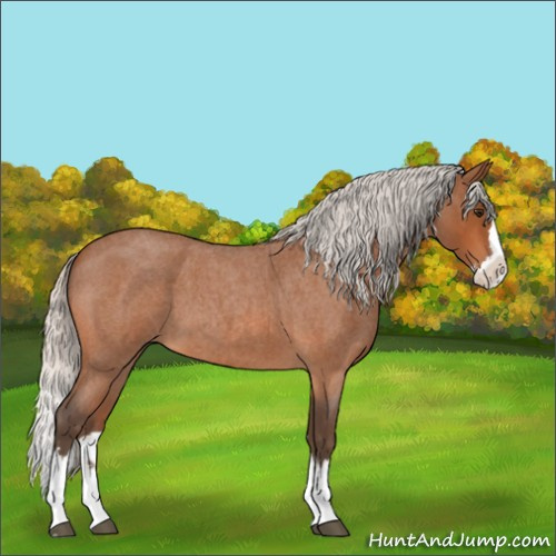 Horse Color:Silver Bay Roan Splash 