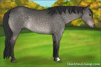 Horse Color:Brown Dun 