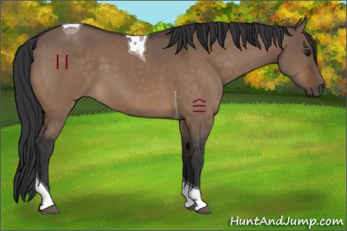 Horse Color:Brown Dun Sabino Tobiano