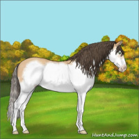 Horse Color:Amber Champagne Splash Frame 
