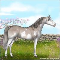 Horse Color:White Spotted Liver Red Dun Splash Tobiano 
