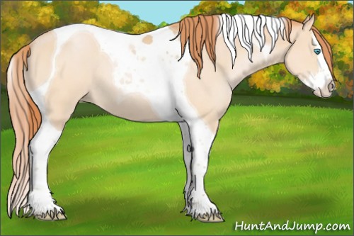 Horse Color:Buckskin Pearl Splash Tobiano