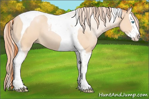 Horse Color:Buckskin Pearl Splash Tobiano