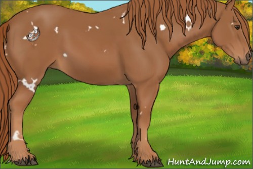 Horse Color:White Spotted Chestnut 