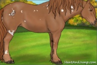Horse Color:White Spotted Chestnut 