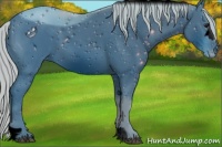 Horse Color:ERROR: UNKNOWN ANOMALY