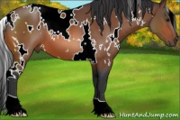Horse Color:White Spotted Bay 
