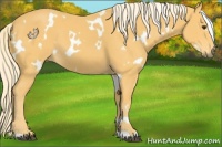 Horse Color:White Spotted Palomino