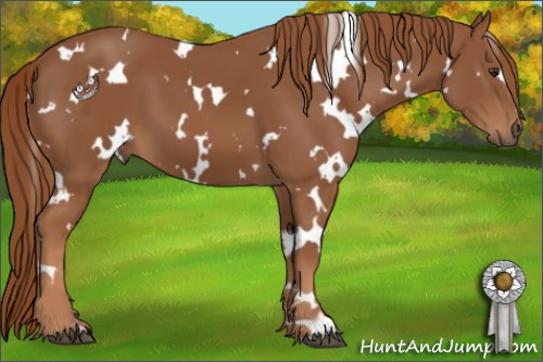 Horse Color:White Spotted Chestnut 