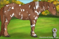 Horse Color:White Spotted Chestnut 