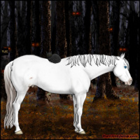 Horse Color:Brown Splash Tobiano Appaloosa