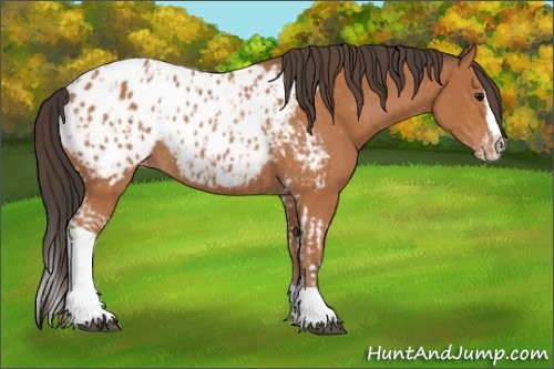 Horse Color:Bay Splash Tobiano Appaloosa  and Bay Splash Tobiano Appaloosa 