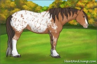 Horse Color:Bay Splash Tobiano Appaloosa  and Bay Splash Tobiano Appaloosa 