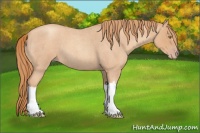 Horse Color:Gold Champagne Roan 