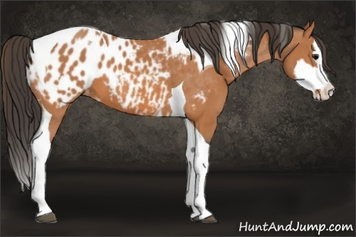 Horse Color:Bay Splash Tobiano Appaloosa and Bay Splash Tobiano Appaloosa