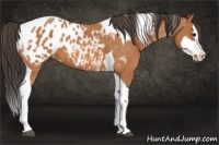 Horse Color:Bay Splash Tobiano Appaloosa  and Bay Splash Tobiano Appaloosa 