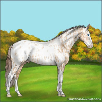 Horse Color:Amber Champagne Splash Tobiano Appaloosa and Amber Champagne Splash Tobiano Appaloosa