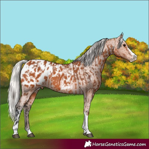 Horse Color:Bay Splash Tobiano Appaloosa  and Silver Bay Splash Tobiano Appaloosa 