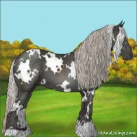 Horse Color:White Spotted Silver Black 