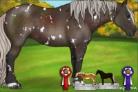 Horse Color:White Spotted Silver Brown