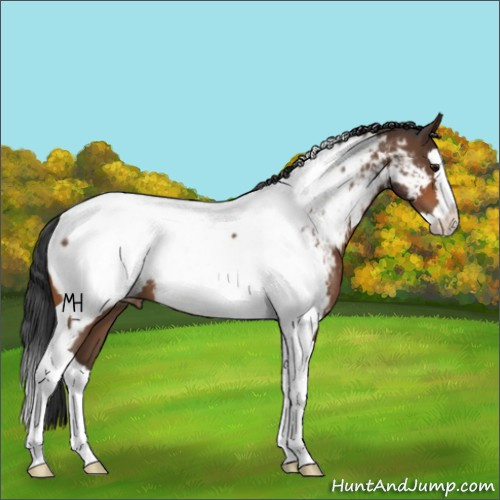 Horse Color:Bay Splash Tobiano Near Fewspot 