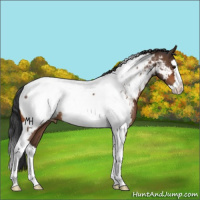 Horse Color:Bay Splash Tobiano Near Fewspot 