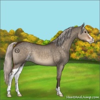 Horse Color:Silver Brown Dun Sabino