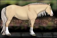 Horse Color:Silver Classic Champagne Dun Splash Frame 