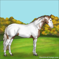 Horse Color:Chestnut Splash Appaloosa 