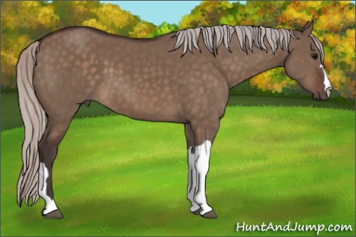 Horse Color:Silver Brown Dun