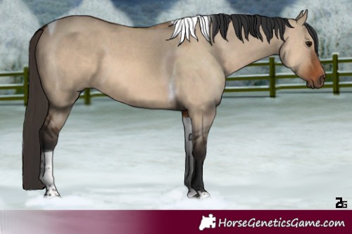 Horse Color:Bay Dun Tobiano Rabicano 