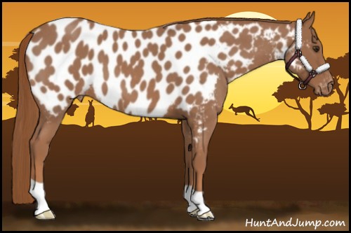 Horse Color:Red Roan Appaloosa 