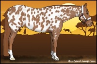 Horse Color:Red Roan Appaloosa 