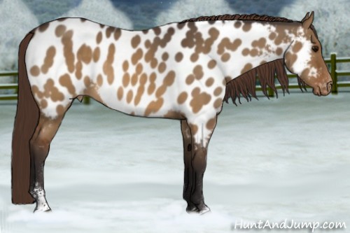 Horse Color:Buckskin Dun Sabino Appaloosa 