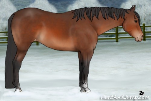 Horse Color:Bay Sabino Appaloosa 
