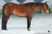 Horse Color:Bay Sabino Appaloosa 