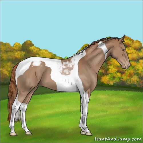 Horse Color:Chestnut Tobiano Appaloosa 