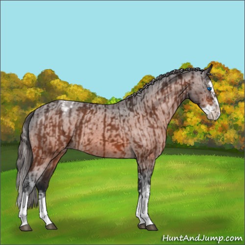 Horse Color:Bay Splash Tobiano Appaloosa  and Bay Splash Appaloosa 