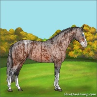 Horse Color:Bay Splash Tobiano Appaloosa  and Bay Splash Appaloosa 