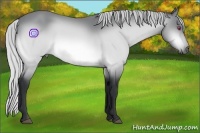 Horse Color:Silver Bay Chinchilla