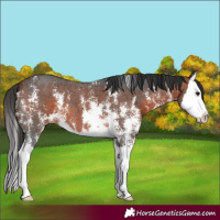Horse Color:Bay Sabino Splash 
