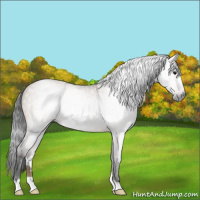Horse Color:Gray Bay Roan Dun 