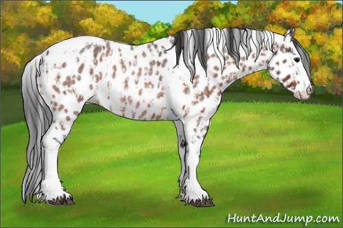 Horse Color:Bay Roan Splash Tobiano Appaloosa  and Bay Roan Splash Tobiano Appaloosa 