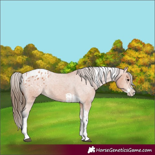 Horse Color:Bay Splash Tobiano Appaloosa  and Bay Splash Tobiano Appaloosa 