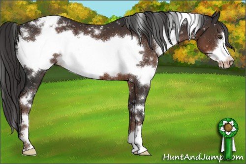 Horse Color:White Spotted Liver Chestnut Frame Appaloosa 